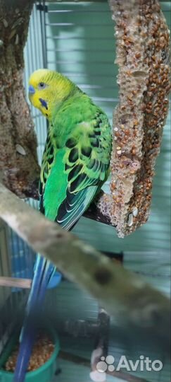 Волнистый попугай