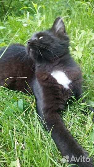 Кошечка 7 месяцев