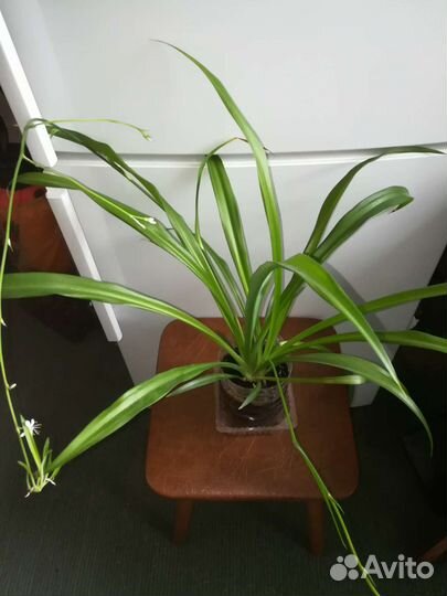 Хлорофитум