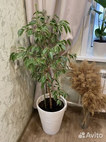 Фикус бенджамина