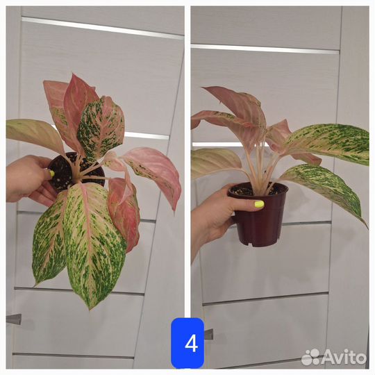 Аглаонема Бидадари