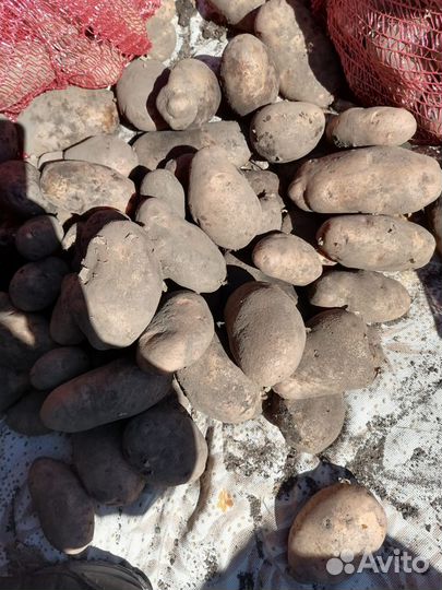 Продукты питания