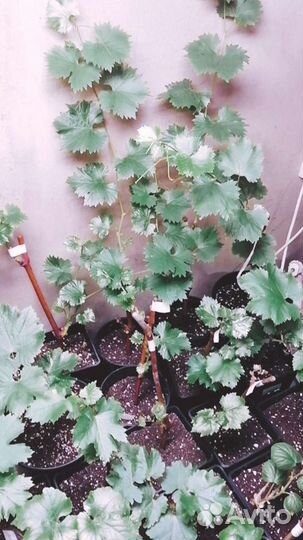 Вегетирующие саженцы винограда