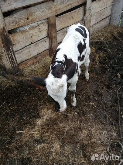 Телята, бычки, тёлочки