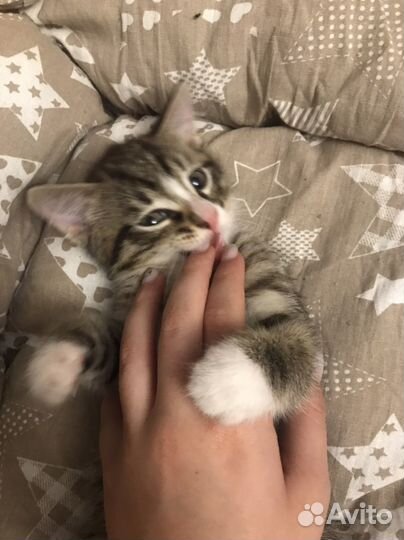 Милые котятки