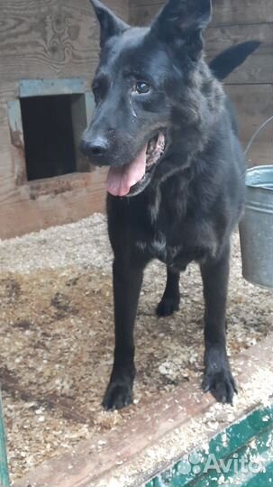 Черный красавец Блэк-отличный пес для семьи