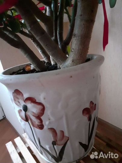 Денежное дерево