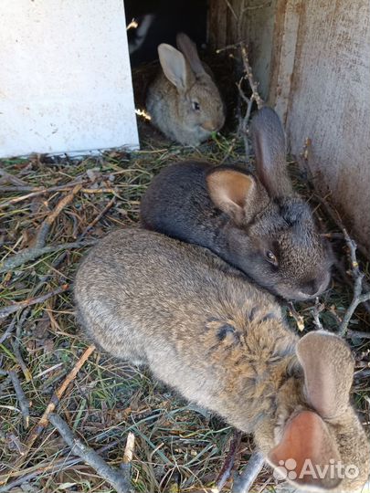 Крольчата