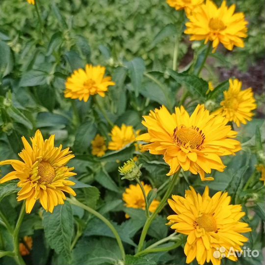 Цветы для сада многолетние