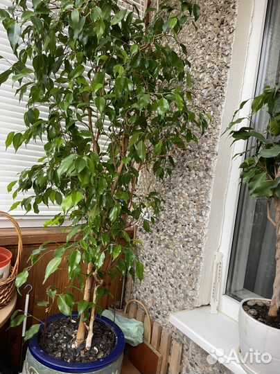 Фикус бенджамина