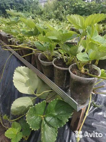 Саженцы клубники сорта Черный принц