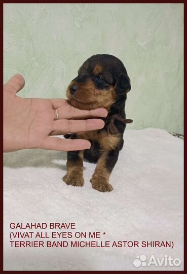 Эрдельтерьер