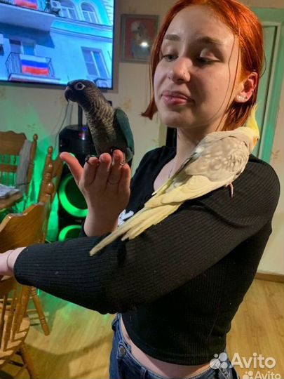 Попугай Пиррура, Розелла, Корелла