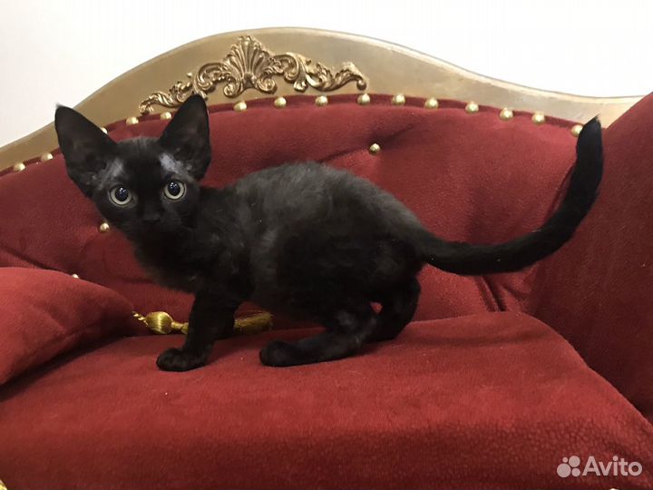 Девон рекс девочка Блэк Долл и котик Барни