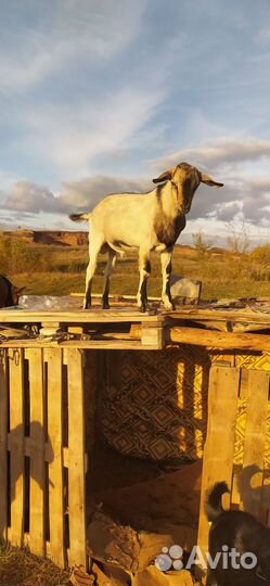 Козы и овцы