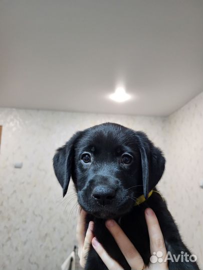 Щенки лабрадора черные