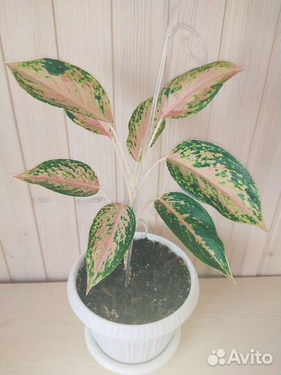 Аглаонема (Просперити/Престиж)