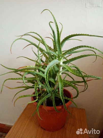 Алоэ столетник лечебный