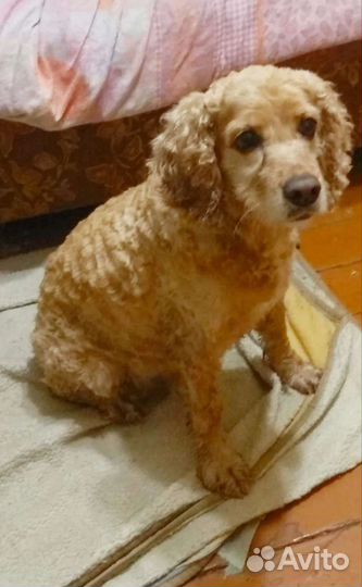 Кокер спаниель