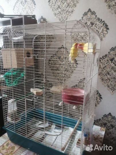 Волнистый попугай с клеткой