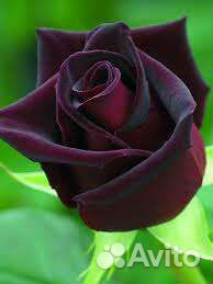 Роза Блэк Баккара чайно-гибридная