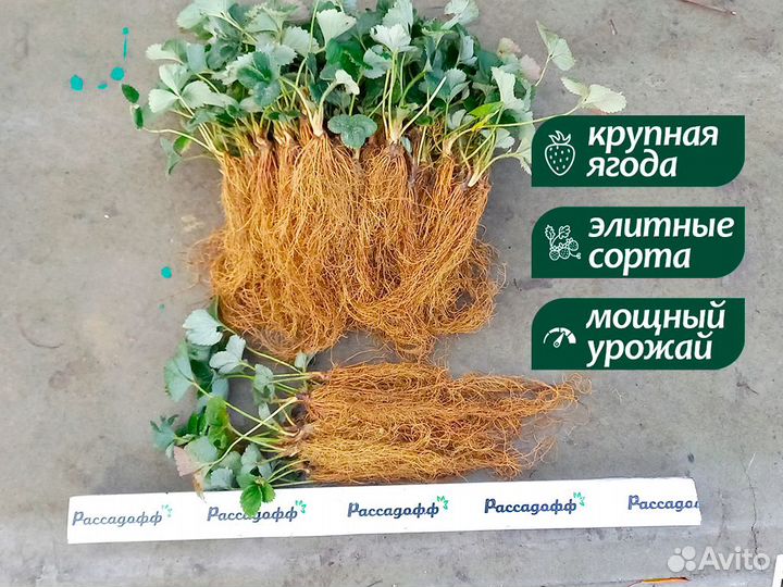 Рассада клубники. Опт от 64 шт