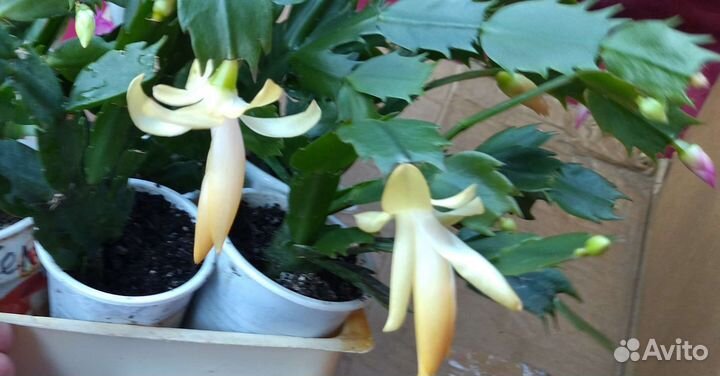 Декабрист шлюмбергера