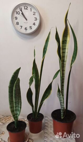 Сансевиерия сортовая