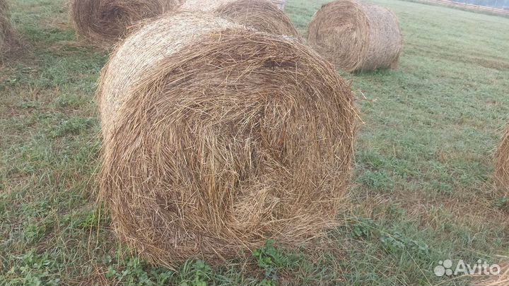 Сено в рулонах