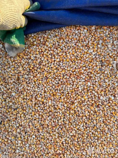 Кукуруза цельная