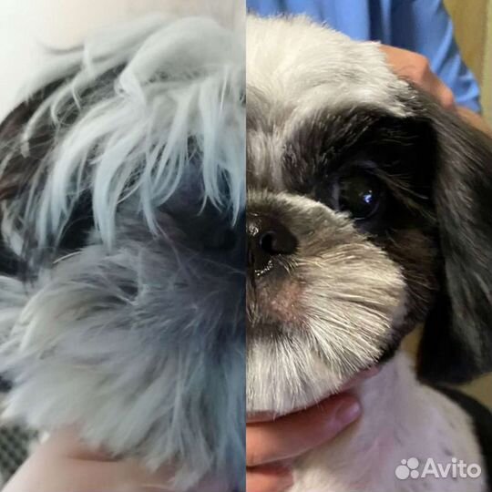 Стрижка собак