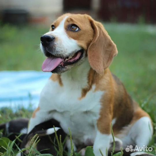 Щенки Бигля