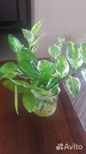 Педилантус отростки с корнями