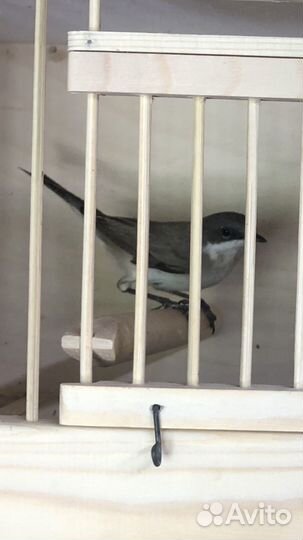 Певчие птицы