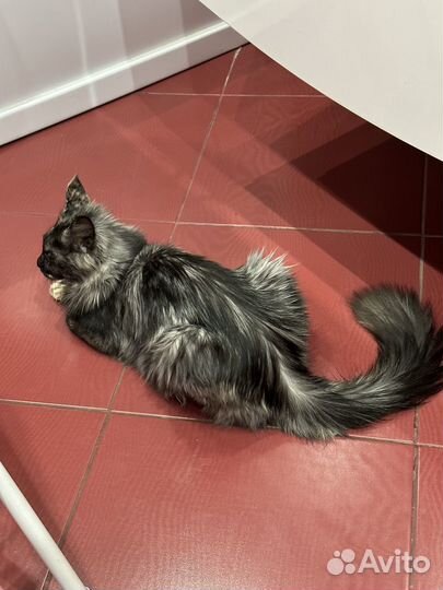 Кошки мейн-кун