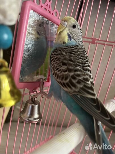 Попугай в добрые руки