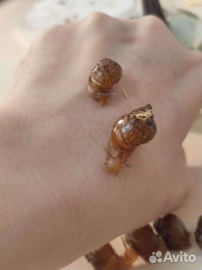 Улитки ахатины бесплатно