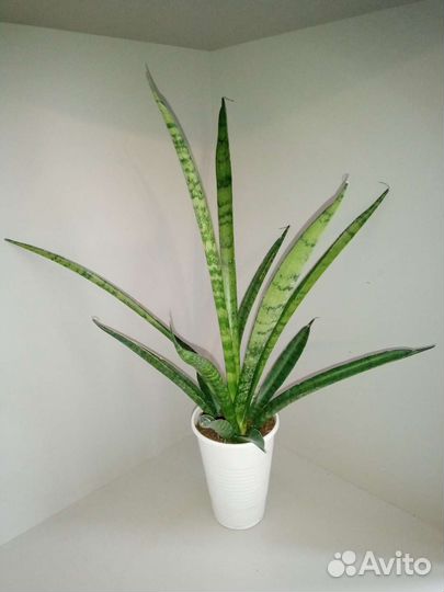 Сансы разные