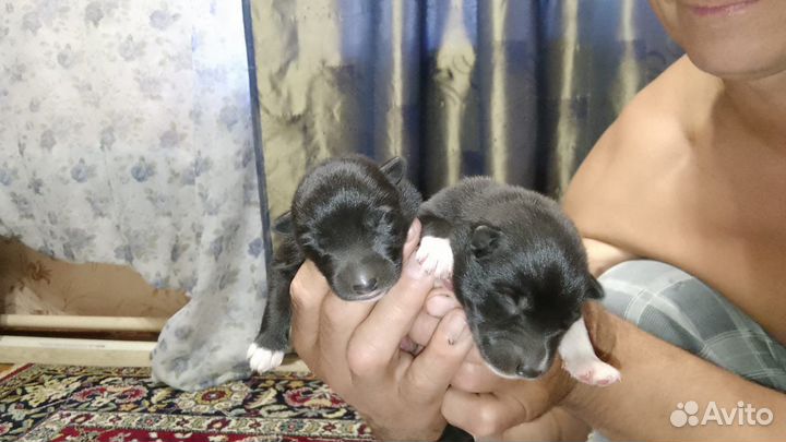 Щенки лайки в добрые руки