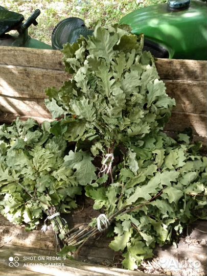 Продам веники для бани, берёзовые