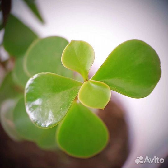 Суккулент Портулакария афра