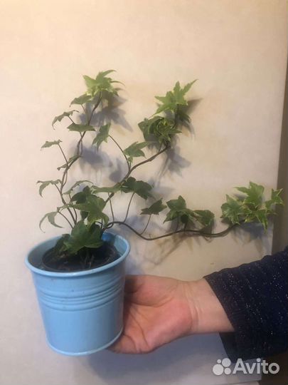 Комнатные цветы