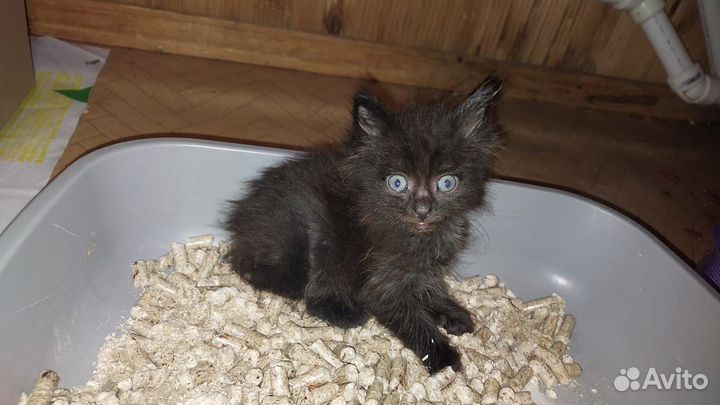 Отдам в добрые руки