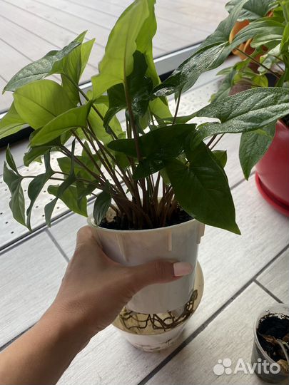 Сингониум ножколистный