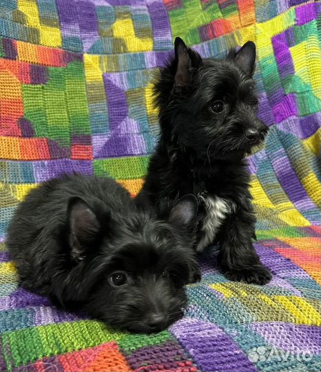 Черный йорк Мальчики