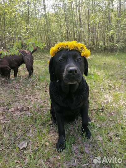 Прогулки с лабродором, общение с щенками