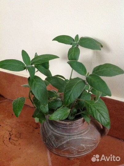 Домашние цветы