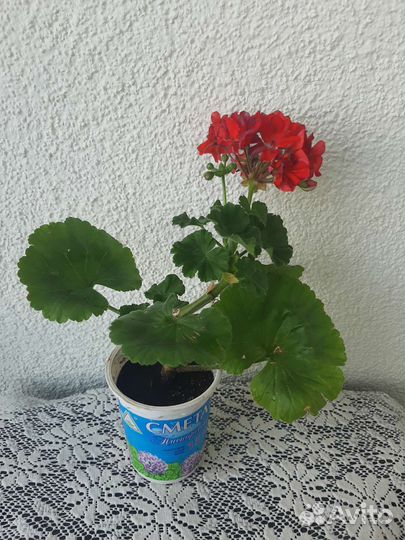 Пеларгонии (герани) разных сортов