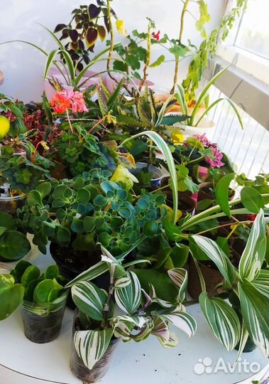 Комнатные растения