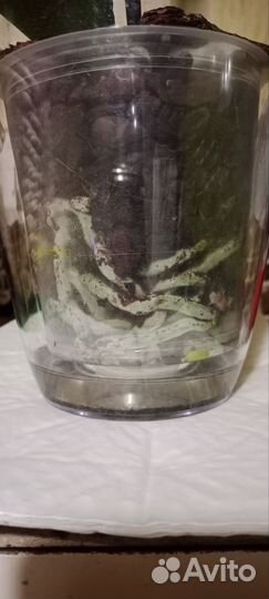 Орхидея фаленопсис Кобрион